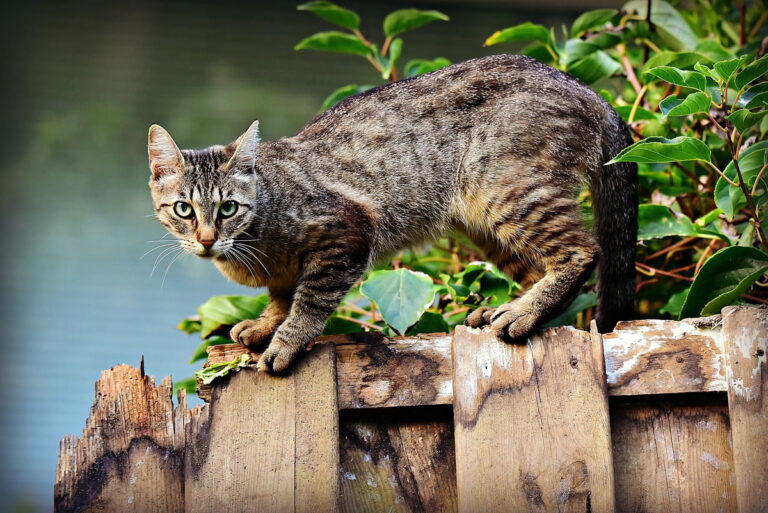 Katzenschutzverordnung MG