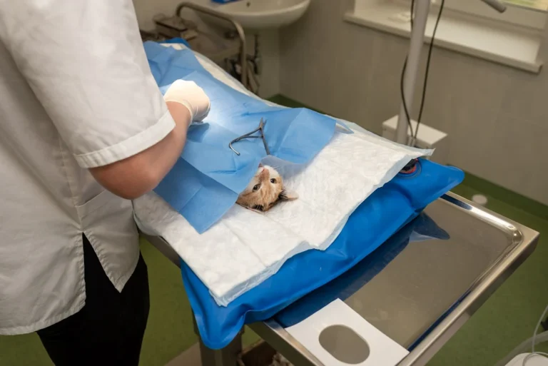 Katzenhalter müssen ihre Katze kennzeichnen und registrieren