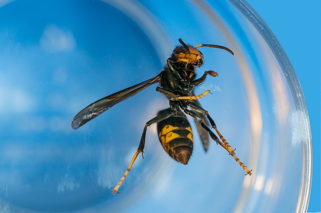 insect 4683232 640