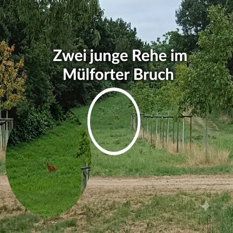 Rehe im Mlfort Bruch