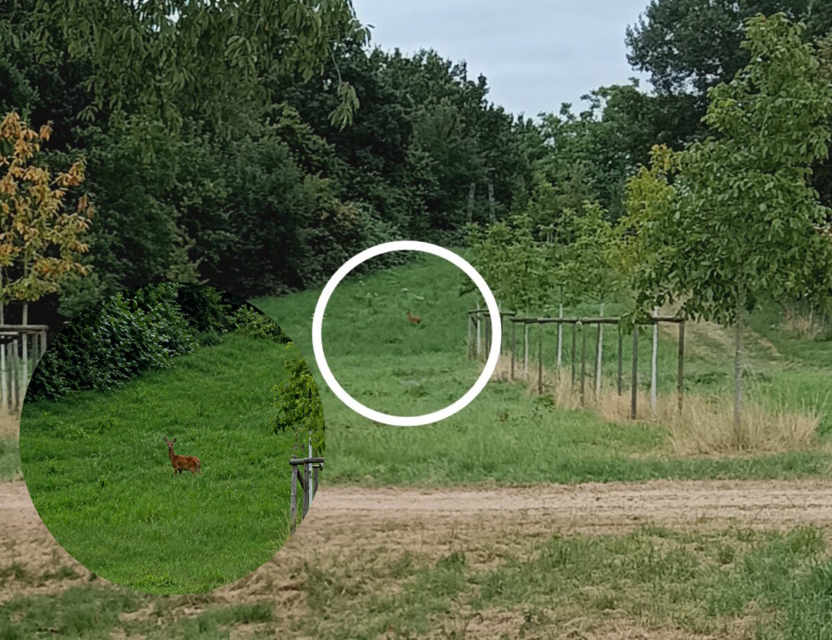 Rehe im Mülforter Bruch